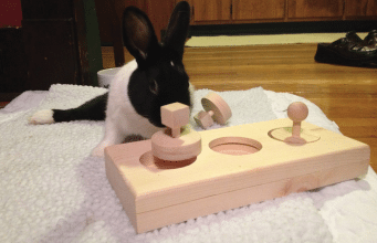 Igračke za kuniće igračke kunić petface