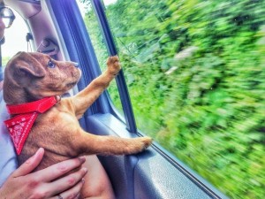 fotografije kućnih ljubimaca na putu ka novom domu petface