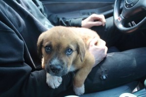 fotografije kućnih ljubimaca na putu ka novom domu petface