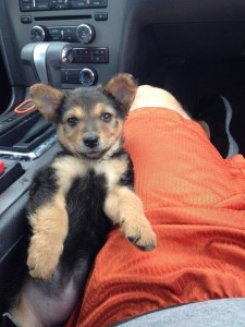 fotografije kućnih ljubimaca na putu ka novom domu petface