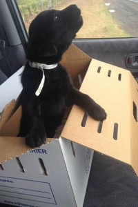 fotografije kućnih ljubimaca na putu ka novom domu petface