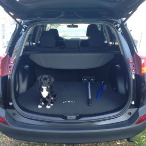 fotografije kućnih ljubimaca na putu ka novom domu petface