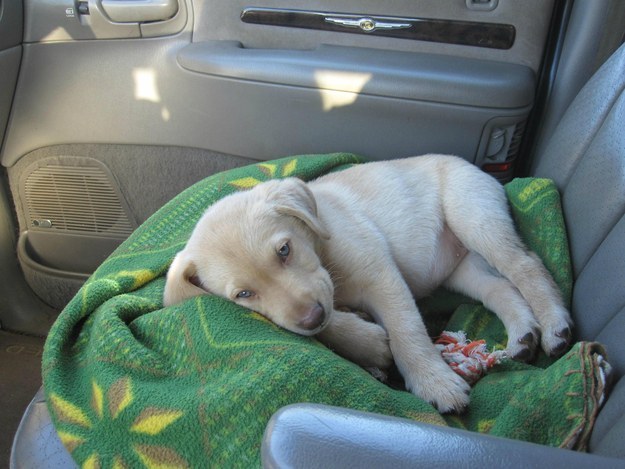 fotografije kućnih ljubimaca na putu ka novom domu petface