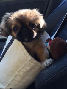 fotografije kućnih ljubimaca na putu ka novom domu petface