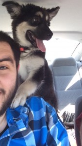 fotografije kućnih ljubimaca na putu ka novom domu petface