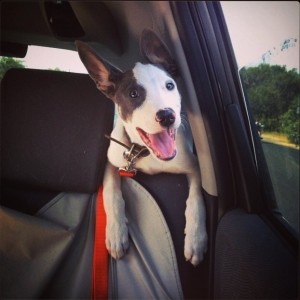 fotografije kućnih ljubimaca na putu ka novom domu petface