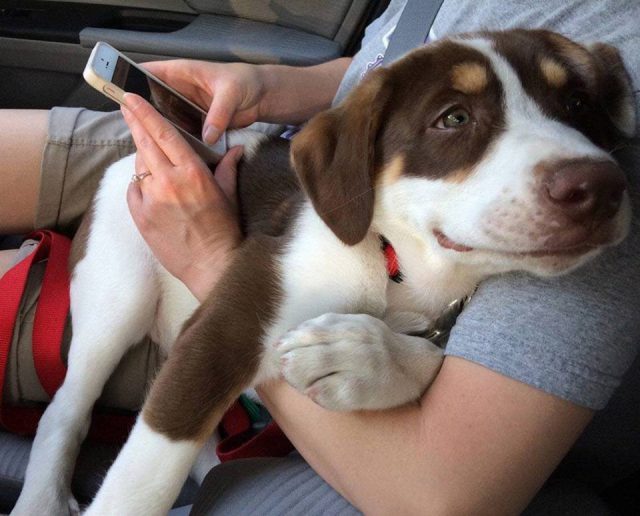 fotografije kućnih ljubimaca petface fotografije kućnih ljubimaca