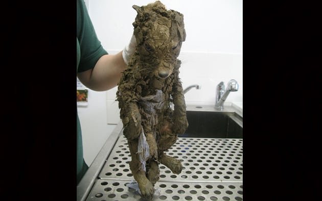 U blatu je pronašli živu, a kada su je okupali – shvatili su o kome je reč! pronašli živu petface