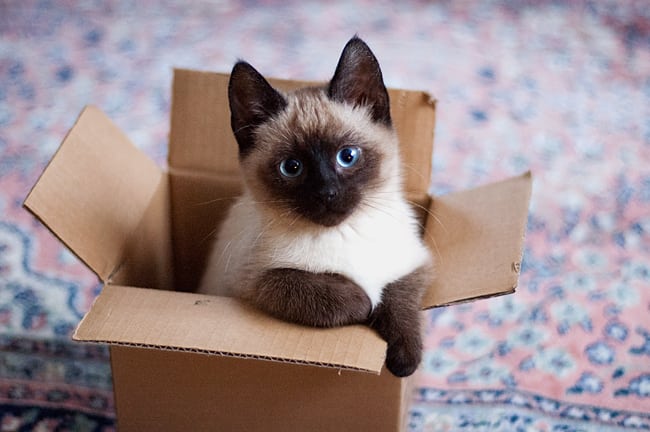 OVA MACA JE KLEPTOMANKA: Pogledajte koja vrsta DONJEG VEŠA je njen fetiš! (FOTO) SIJAMSKA MAČKA petface