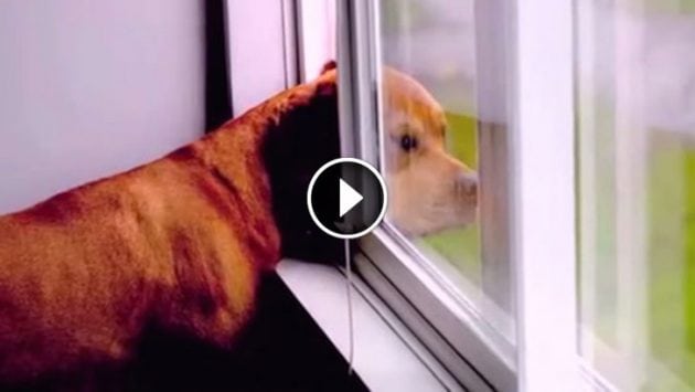 BOG petface BOG petface