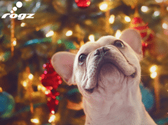 Psi i mačke koji su UNIŠTILI novogodišnje i božićne praznike