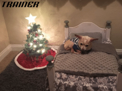 PRESLATKO: Kupidon dobija svoju božićnu jelku