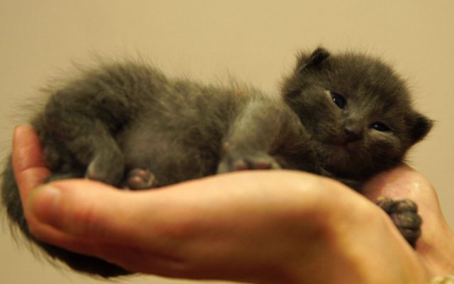 rodjenim macicima petface rodjenim macicima petface