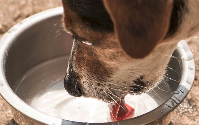 Endokrine bolesti pasa