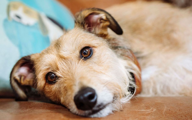 Endokrine bolesti pasa