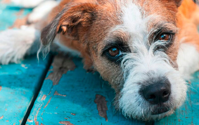 Endokrine bolesti pasa