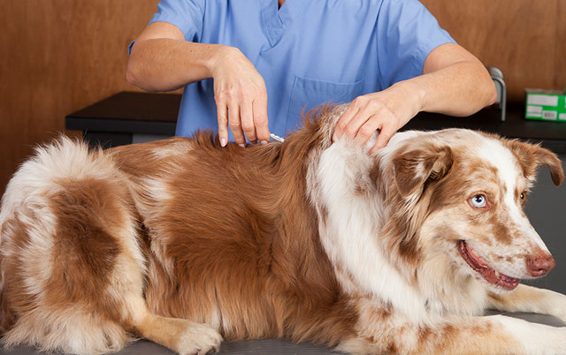 Endokrine bolesti pasa