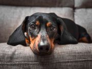 ENDOKRINE BOLESTI KOD PASA: Simptomi, terapija i nega Endokrine bolesti pasa