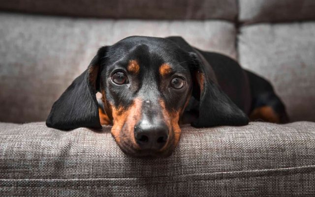 Endokrina-featured Endokrine bolesti pasa