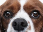 DA LI ZNATE ŠTA JE TO – DISTIHIJAZA? Šta je distihijaza