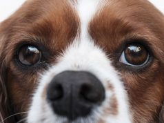 DA LI ZNATE ŠTA JE TO – DISTIHIJAZA? Šta je distihijaza