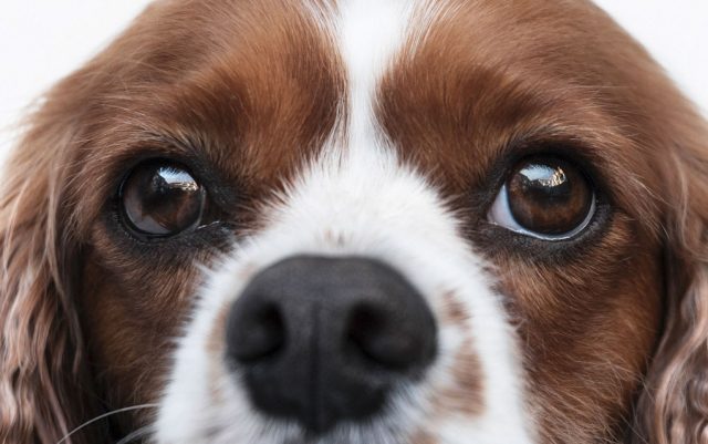 distihijaza-featured Šta je distihijaza