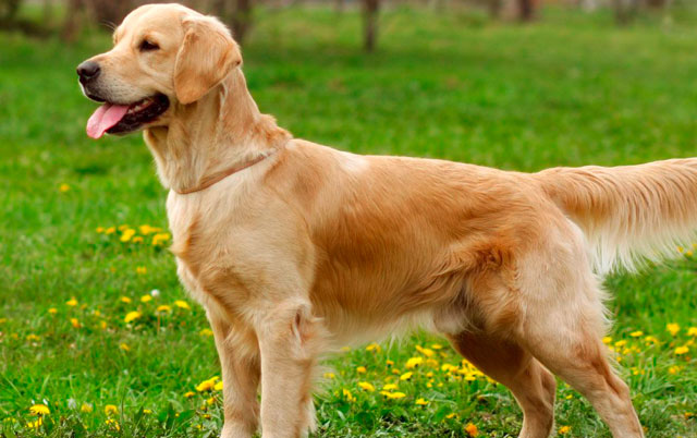 Nega krzna pasa sa podlakom