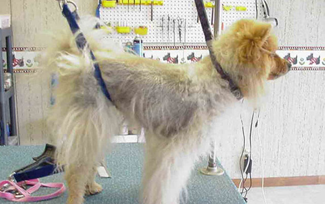 Nega krzna pasa sa podlakom