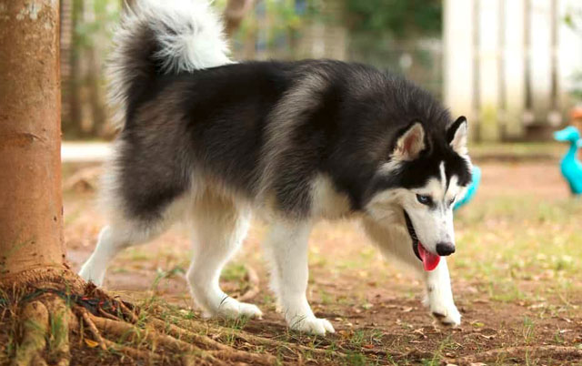 Nega krzna pasa sa podlakom