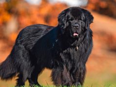 Kako se neguje krzno psa sa podlakom? Nega krzna pasa sa podlakom