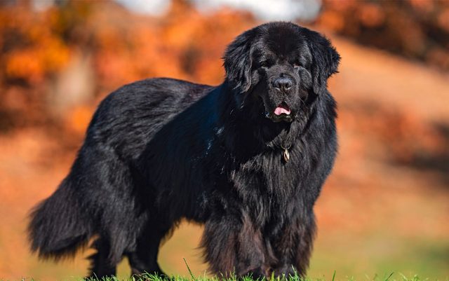 dupla-dlaka-featured Nega krzna pasa sa podlakom