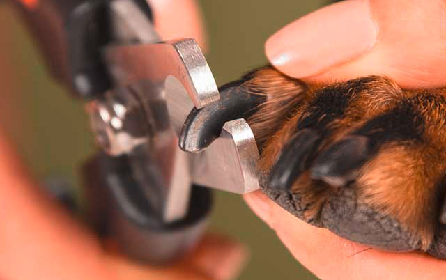 Sečenje noktiju kod pasa