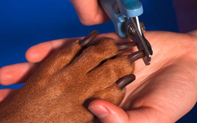 nokti-featured Sečenje noktiju kod pasa