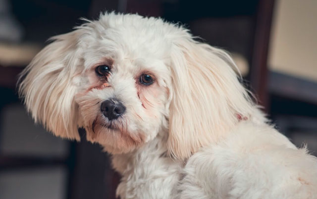 Suzne mrlje kod belih pasa