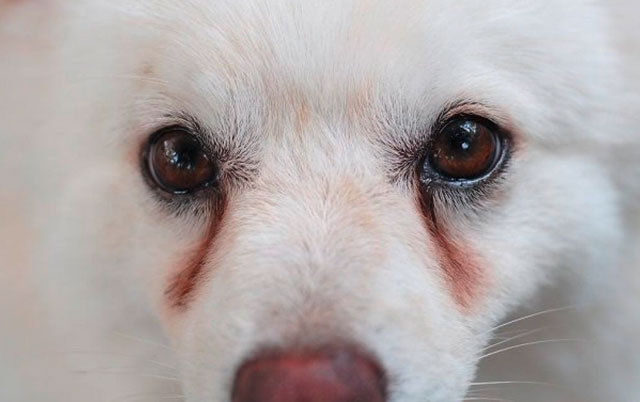 Suzne mrlje kod belih pasa