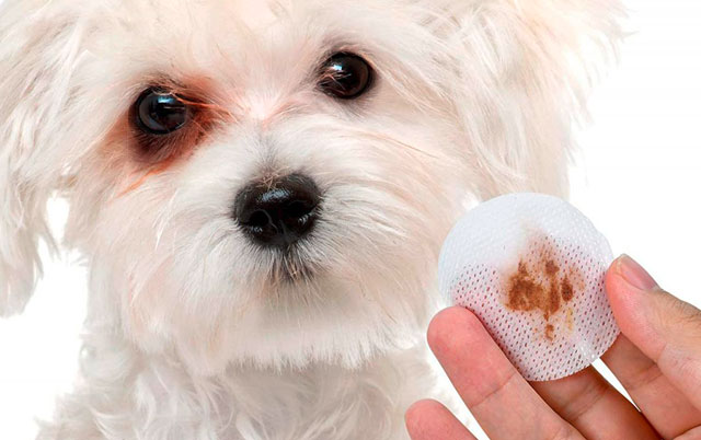 Suzne mrlje kod belih pasa