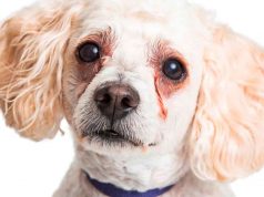 Suzne mrlje ispod očiju kod pasa: Estetski ili zdravstveni problem? Suzne mrlje kod belih pasa