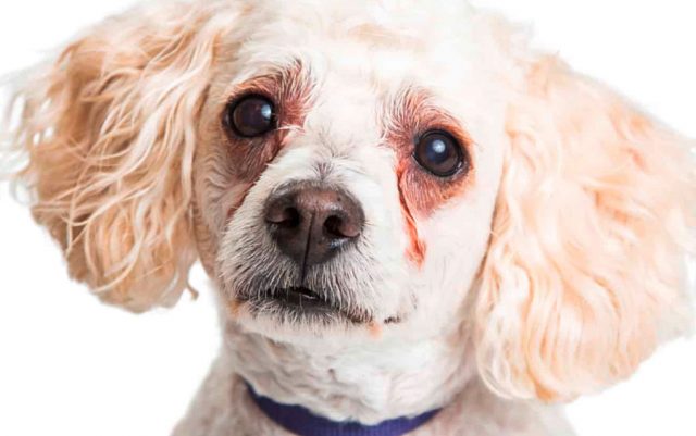 suze-featured Suzne mrlje kod belih pasa