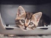 IZGLEDA KAO ANĐEO – Kako je neko mogao da ga napusti? Mače Bruno