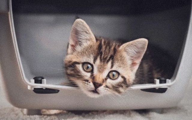 Bruno-featured Mače Bruno