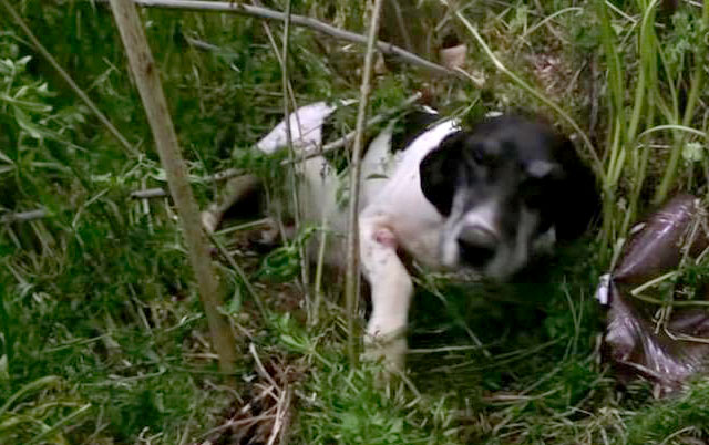 Spasavanje trudne kuje