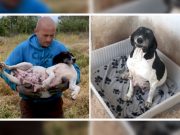 ČULI SU NJENE VAPAJE! – Spasena trudna kuja koja je izgubila svaku nadu. Napuštena trudna kuja