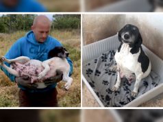 ČULI SU NJENE VAPAJE! – Spasena trudna kuja koja je izgubila svaku nadu. Napuštena trudna kuja