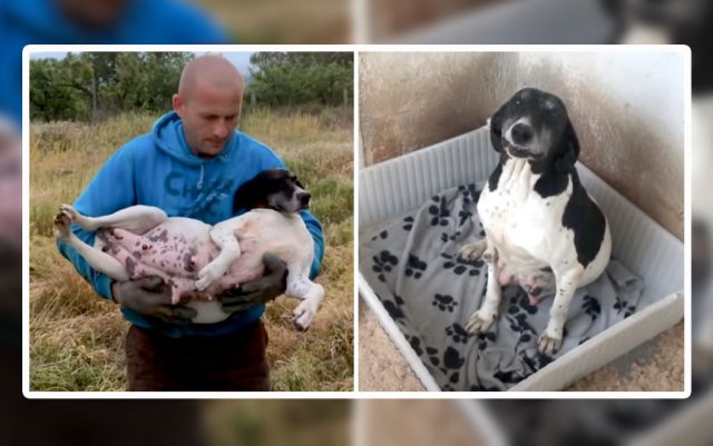 Mladenovac-featured Napuštena trudna kuja