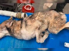 UMIRALA JE U KESI ZA ĐUBRE! – Održala ju je volja za životom i briga ljudi koji nisu odustali Napušteni pas Nanuk