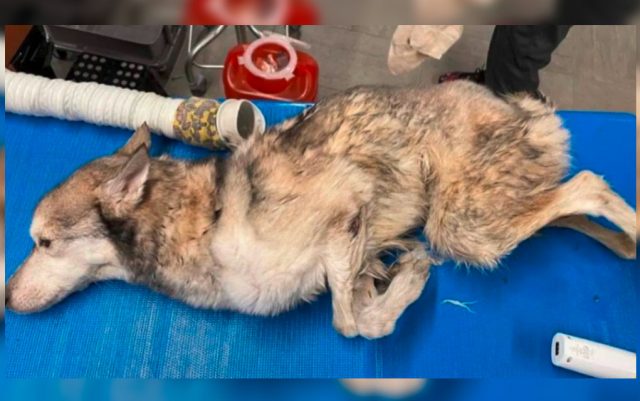 Nanuk-featured Napušteni pas Nanuk