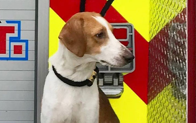 Lady, vatrogasni pas